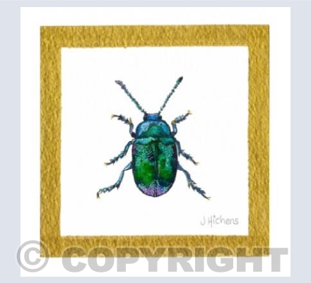 Gastrophysa viridula