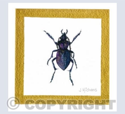 Carabus Violaceus