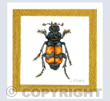 The Sexton Beetle