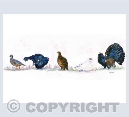 The Highland Feathers