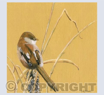 The Bearded Tit