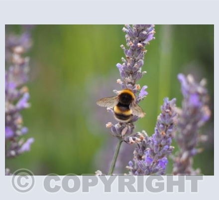 Amongst Lavender Fields