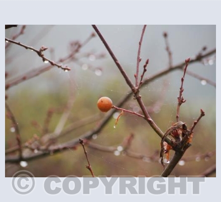 Nothing Is Truly Bare