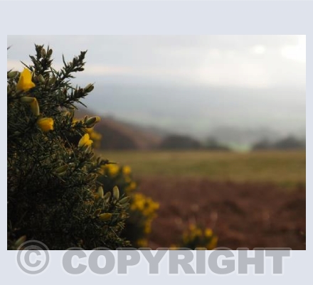 Moorland Gorse