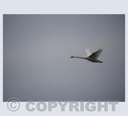 Swan Flies Into Lavender Skies
