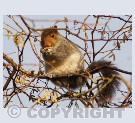 Munching Amongst The Catkins