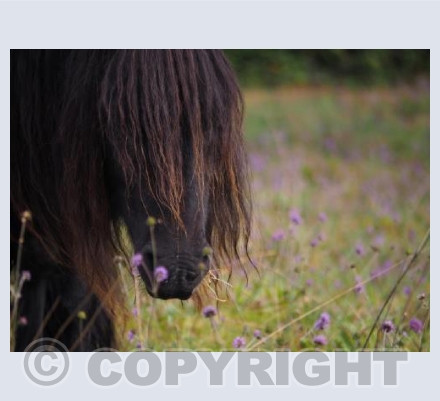 The Wild Mare