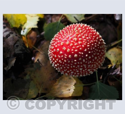 A Forest Floor