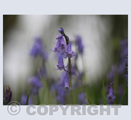 The Bluebell Wood
