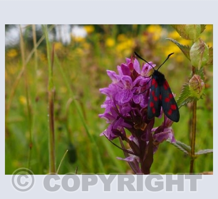 Moth in the Meadow