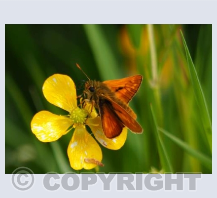 Skipper in the Grass