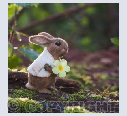 Primrose Bunny