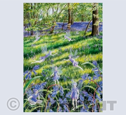 'Bluebell Wood Faeries' | GRME04