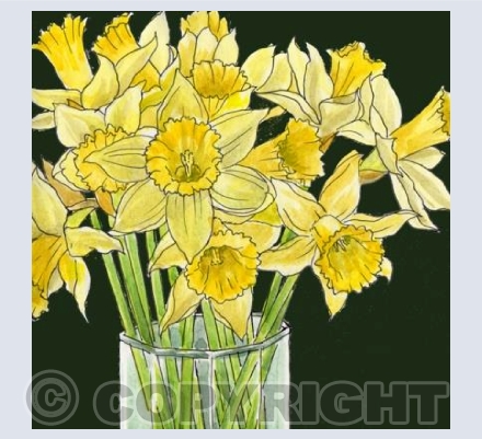 Daffodils | GRMNG01