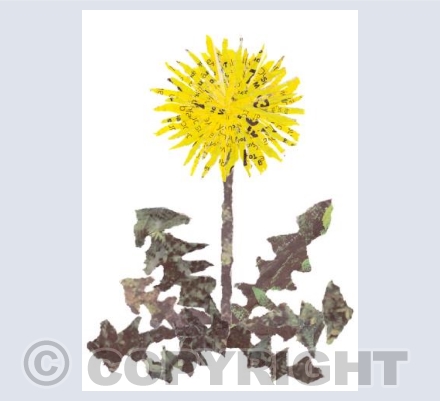 Dandelion