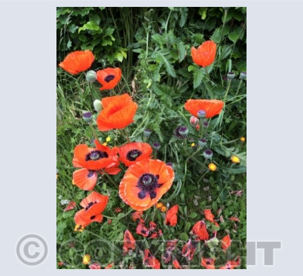 Hedgerow poppies 