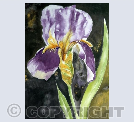 Night Bloom