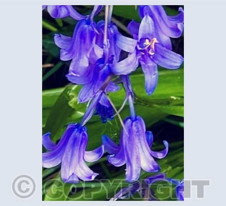 Bluebell 