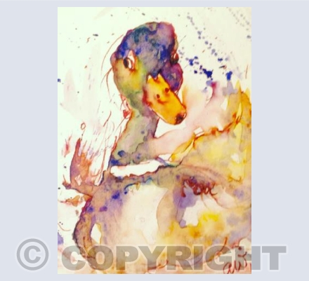 Splashy duck