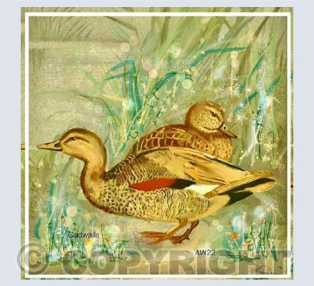 Gadwalls