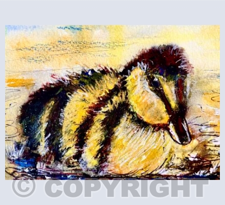Mallard chick