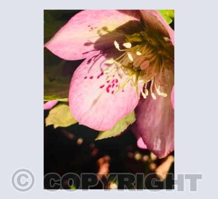 Christmas Rose