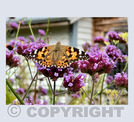 Painted Lady Butterfly on Verbena