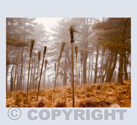 Witches Broomsticks