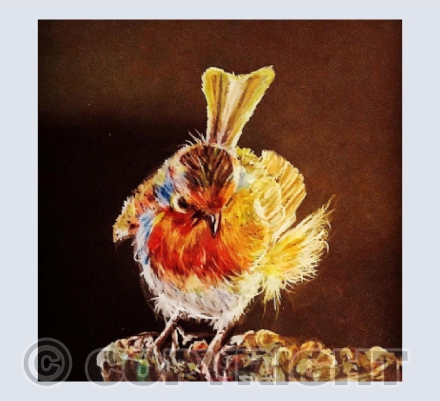 Feisty Robin