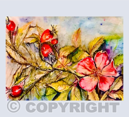 Dog Rose