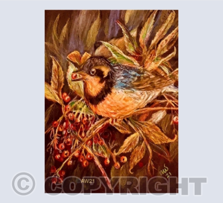 The Varied Thrush