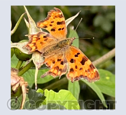 Comma Butterfly