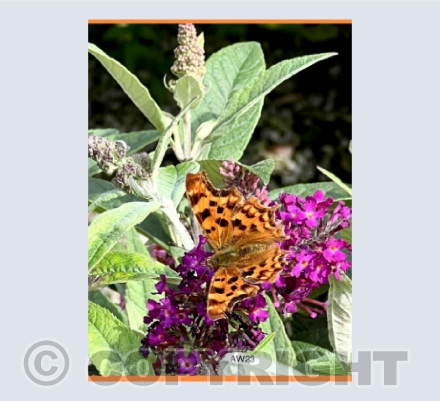 Fritillary Butterfly