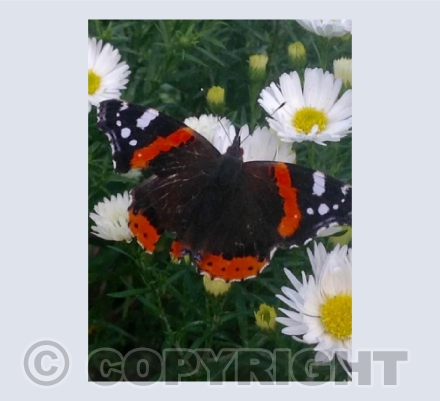 Red Admiral