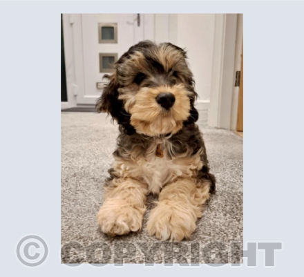 Lola