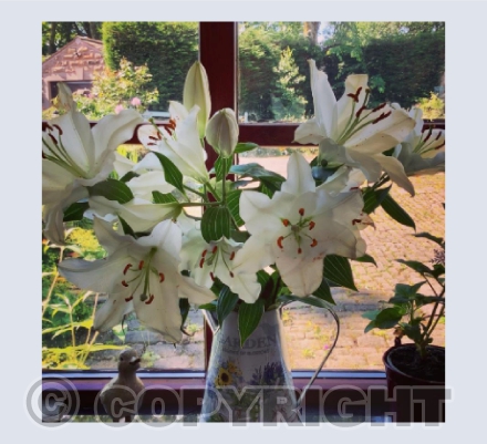 Lilies