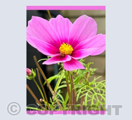 Cosmos