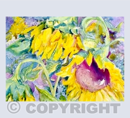 Sunflowers