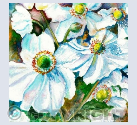 Japanese Anemones
