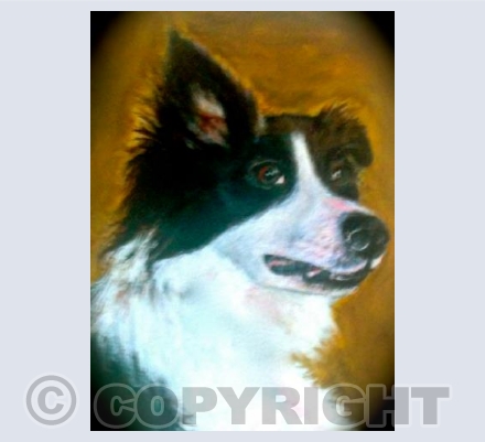 Molly Collie