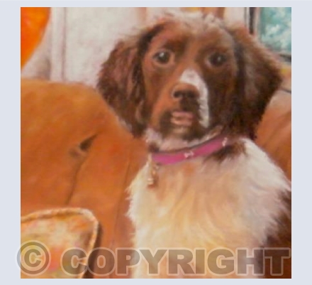 Toki the springer spaniel 