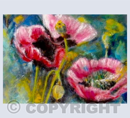 Oriental poppy