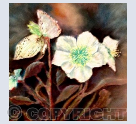 Christmas Rose