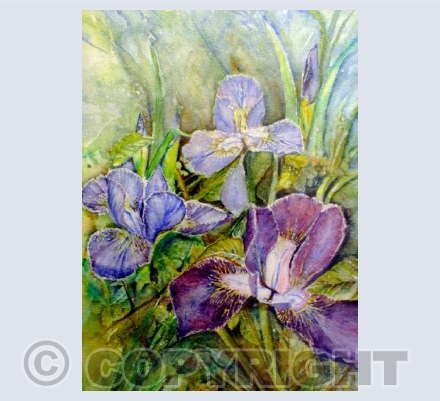 Iris