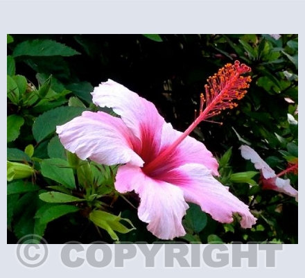 Hibiscus