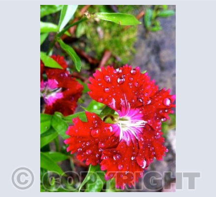 Dianthus