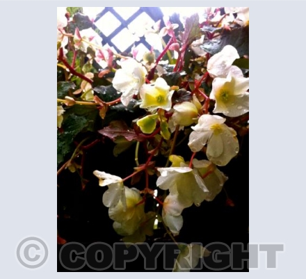 Begonia