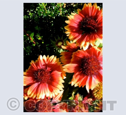 Gazania