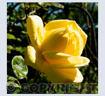 Single Rose