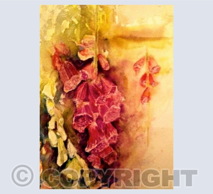 Foxglove